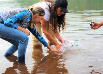 Sicredi e ASPE promovem a soltura de 12 mil alevinos no alagado de Rio Bonito do Iguaçu